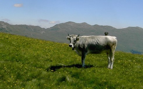 Тирольская серая (Tyrolean gray) (Oberintaler)