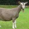 Тоггенбурзская порода коз (Toggenburg)