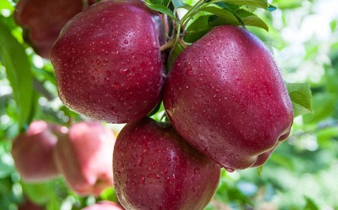 Яблоня сорт Топ Ред