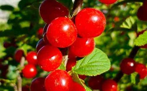 Вишня сорт Царевна войлочная