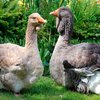 Гуси Тулузские (Geese Toulouse)