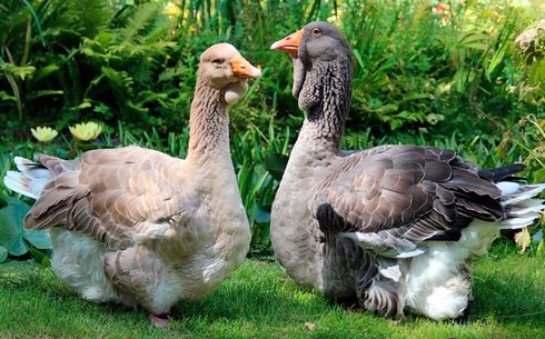 Гуси Тулузские (Geese Toulouse)