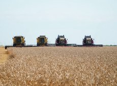 В Акмолинской области началась уборка озимой пшеницы