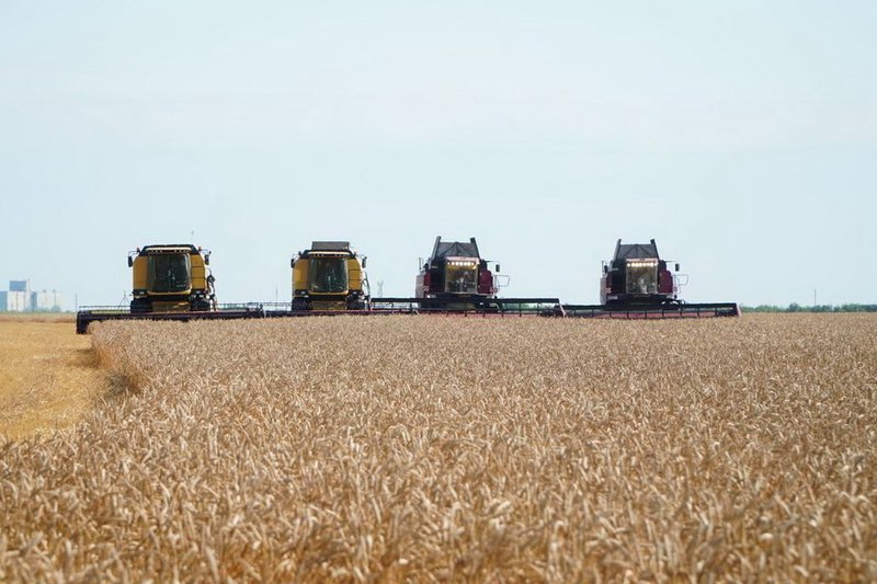 В Акмолинской области началась уборка озимой пшеницы