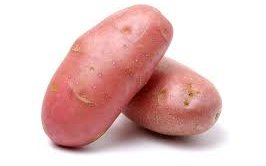 Картофель сорт Удовицкий