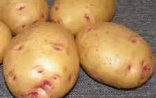 Картофель сорт Урал-1