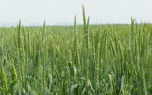 Пшеница сорта Уралосибирская