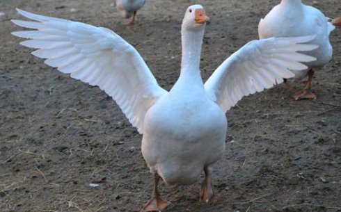 Уральская белая порода (Ural white goose)