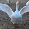 Уральская белая порода (Ural white goose)