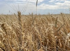 Аграрная кредитная корпорация продлила прием заявок на страхование от засухи