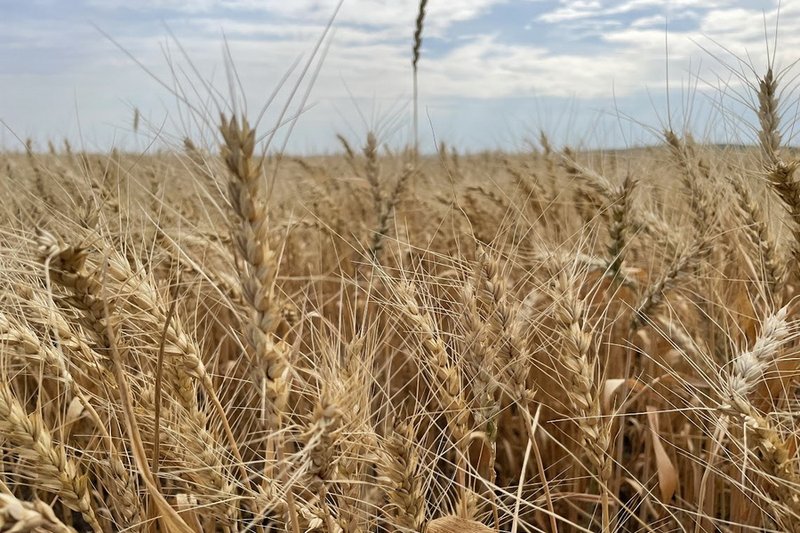 Аграрная кредитная корпорация продлила прием заявок на страхование от засухи