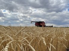 Урожай зерна в объеме 24 млн тонн прогнозирует Минсельхоз