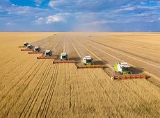 Рекордные 7,1 млн тонн зерна собрали в Акмолинской области