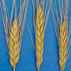 Пшеница сорта Вавилов