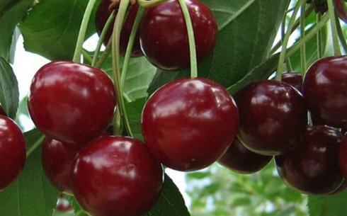 Вишня сорт Память Вавилова