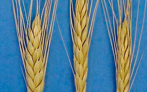 Пшеница сорта Вавилов