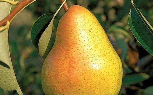 Груша сорт Велеса