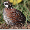 Виргинский перепел (Colinus virginianus quail)