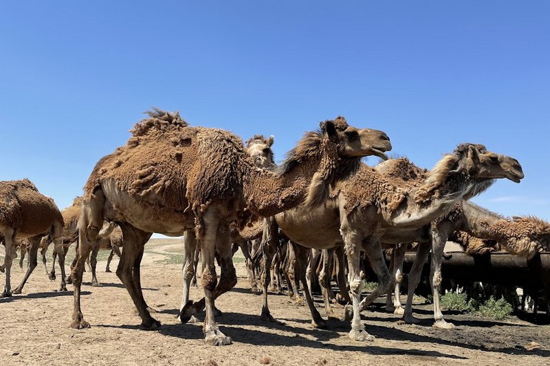 Производство сухого верблюжьего молока запустят в Кызылординской области