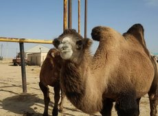 Глубокую переработку верблюжьего молока налаживают в Мангистау