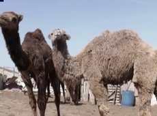 Фермеры Мангистау жалуются на падеж верблюжат из-за клещей