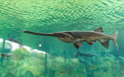 Ескектұмсық (Paddlefish)