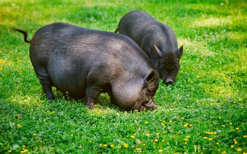 Вьетнамдық cалпы қарынды шошқа (Vietnamese bellied)