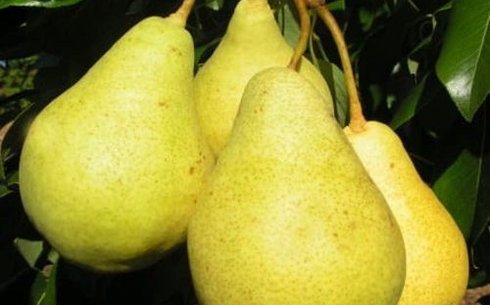 Груша сорт Вилия