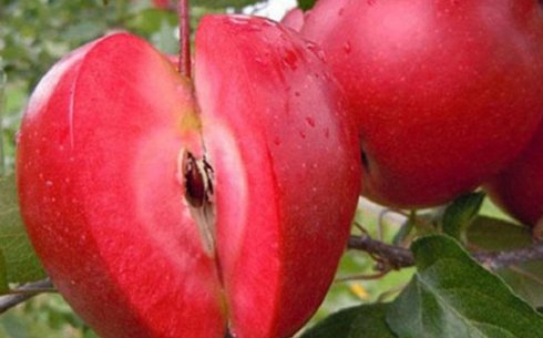 Яблоня сорт Винерпо