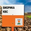 Свекла сахарная сорт ВИОРИКА KBC