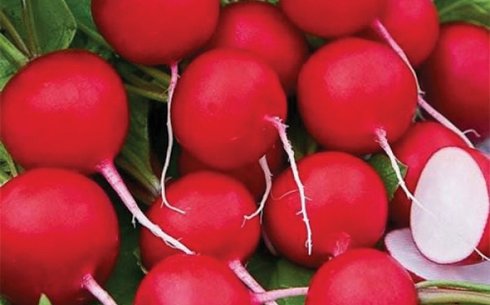 Редис сорт Вираж