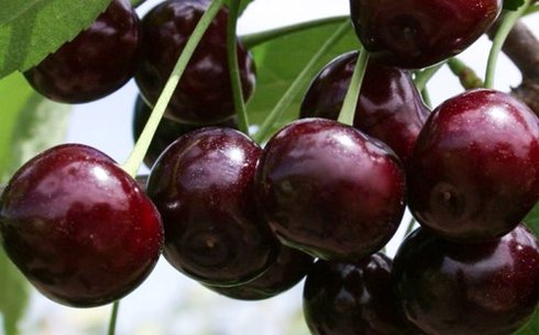 Вишня сорт Владимирская