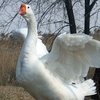 Үлкен ақ тұқым (Big white breed)