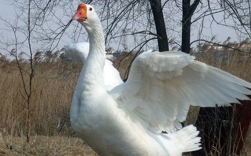 Үлкен ақ тұқым (Big white breed)