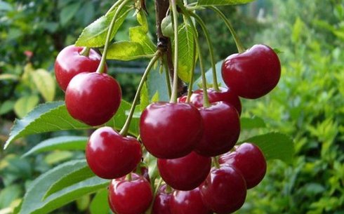 Вишня сорт Волочаевка