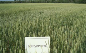 Пшеница сорта Волгоуральская