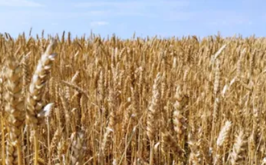 Пшеница сорта Зауральская волна