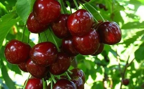 Вишня сорт Восторг