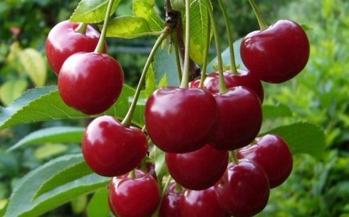 Вишня сорт Вянок