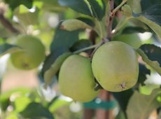 Экс-зампред АКК осужден за крупный ущерб при создании яблоневых садов