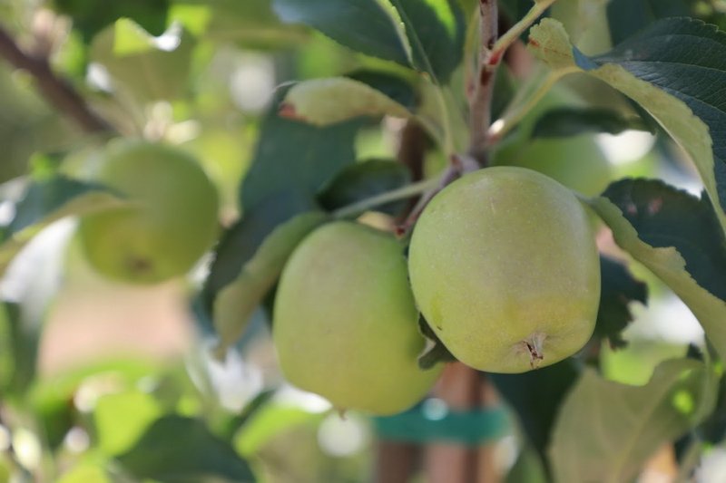 Экс-зампред АКК осужден за крупный ущерб при создании яблоневых садов