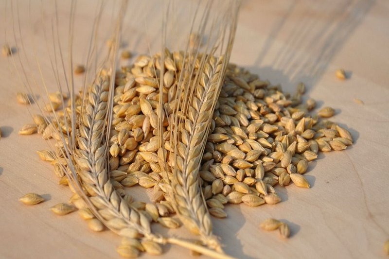 Спрос на ячмень в Казахстане вырастет в новом сезоне