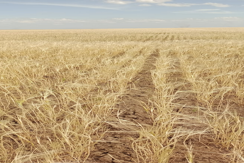 Казахстан наращивает производство и экспорт ячменя
