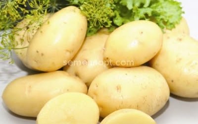 Картофель сорт Ягодный 19