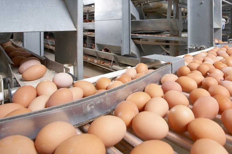 Птицефабрику мощностью 200 млн яиц запустят в Костанайской области