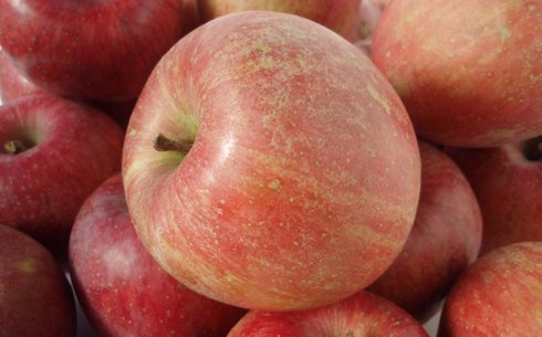 Яблоня сорт Фуджи Ятака (Jataka)