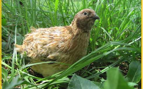 Маньчжуриялық алтын түстес бөдене (Алтын түстес феникс) (Manchurian Golden quail)