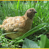 Маньчжурский золотистый (Феникс золотистый) (Manchurian Golden quail)