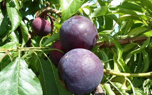 Слива сорт Хироми Ред