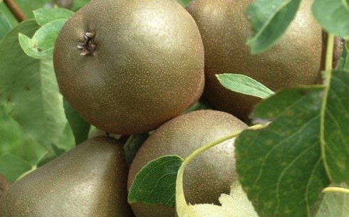 Груша сорт Юта